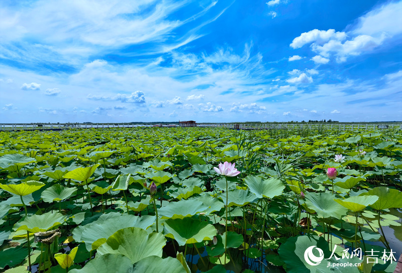 查干湖美景。人民網李洋攝