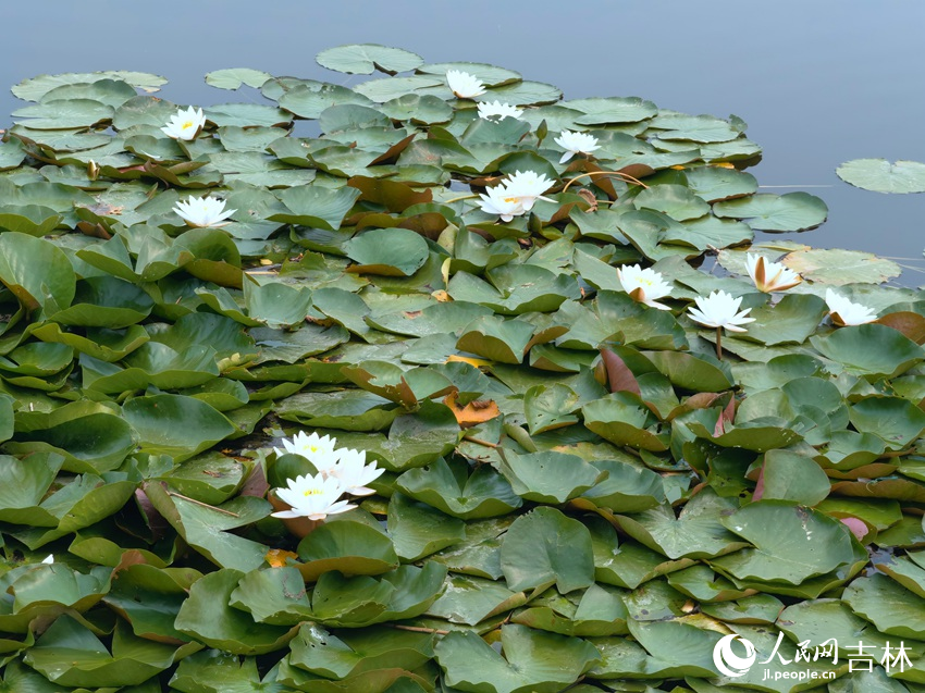 局址島中心旅游區(qū)半畝方塘中的蓮花盛開。人民網(wǎng)記者 馬俊華攝