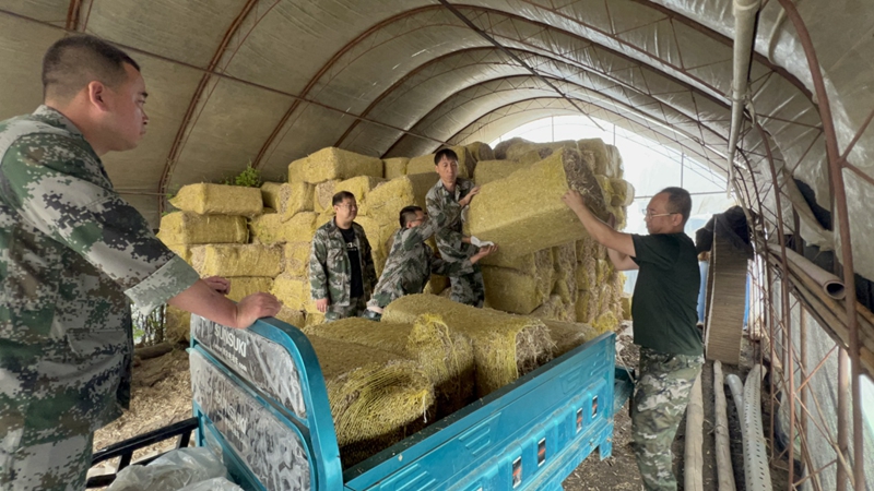 德惠市吉行軍志愿服務隊幫助村民轉移飼料。