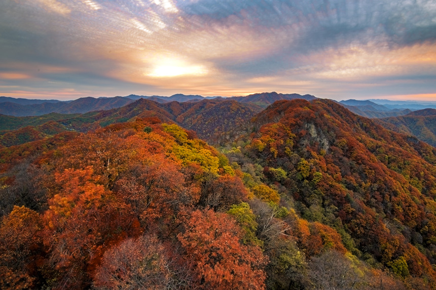 金秋時節，吉林通化市五女峰國家森林公園遠山近坡似紅霞繚繞，色彩斑斕，風光正好。通化市委宣傳部供圖